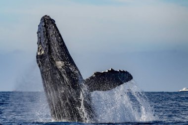 Pasifik Okyanusu, Cabo San Lucas, Baja California Sur Mexico 'da günbatımında bir kambur balina yaklaşıyor.