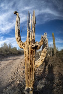 Baja California 'da bir ölüm kaktüsü iskeleti.