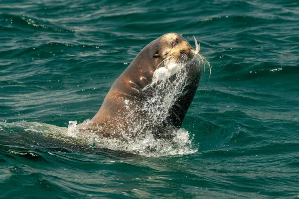 A sea lion hunting fish in baja california