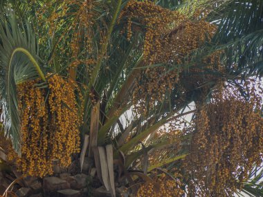 Hurma ağacının üstünde, hepsi de sarı renklidir.