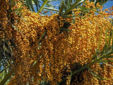 Hurma ağacının üstünde, hepsi de sarı renklidir.