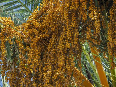Hurma ağacının üstünde, hepsi de sarı renklidir.