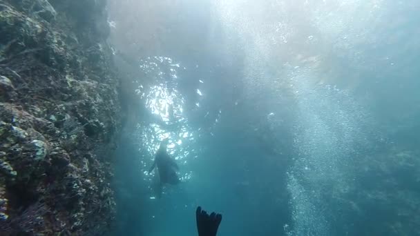 Verspielte Seelöwenrobben Unter Wasser Kommen Ihnen Zum Spielen Und Spaß — Stockvideo