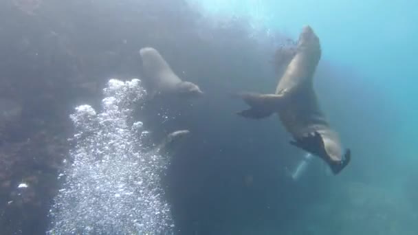 Leão Marinho Brincalhão Sela Subaquático Vindo Até Você Para Jogar — Vídeo de Stock