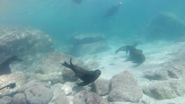 Игривый Морской Лев Тюленей Водой Приходит Играть Веселиться — стоковое видео