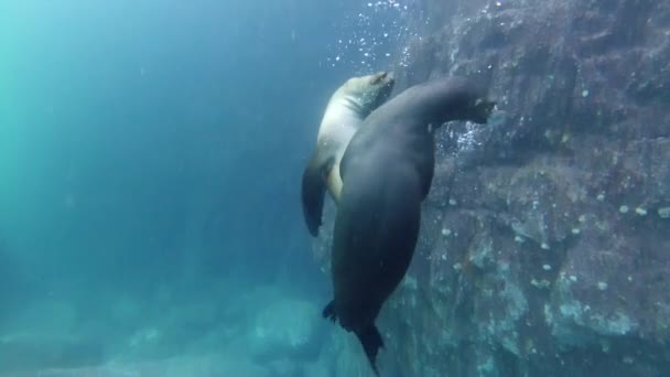 Verspielte Seelöwenrobben Unter Wasser Kommen Ihnen Zum Spielen Und Spaß — Stockvideo