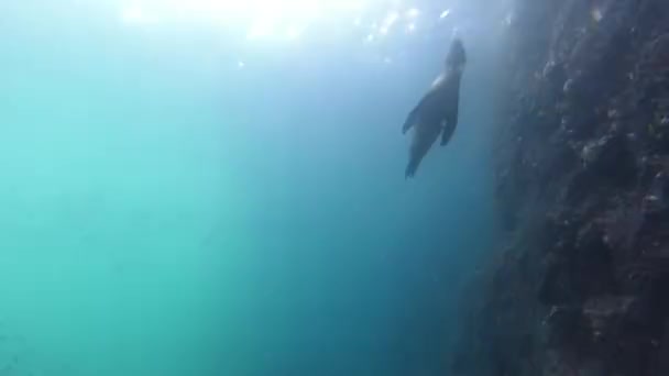 Speelse Zeelleeuw Zeehonden Onder Water Komen Spelen Plezier Hebben — Stockvideo