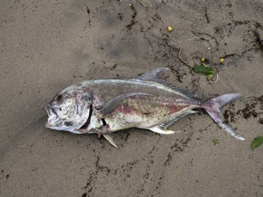 Norma Kasırgası 'nın etkilerinden sonra balık öldü. Ekim 2023 La Paz Baja California Sur