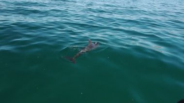 Cortez Denizi 'ndeki yunuslar. Baja California Meksika.