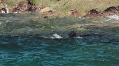 Kaliforniya Deniz Aslanları Kolonisi kayalıklarda