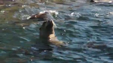 Kaliforniya Deniz Aslanları Kolonisi kayalıklarda