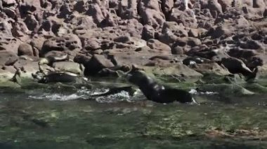 Kaliforniya Deniz Aslanları Kolonisi kayalıklarda