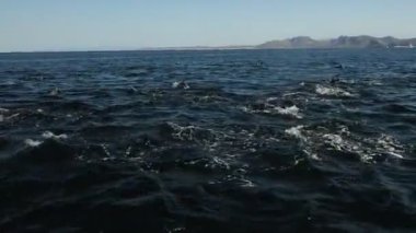 Kaliforniya Deniz Aslanları Kolonisi kayalıklarda