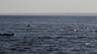 Cortez Denizi 'ndeki yunuslar. Baja California Meksika.