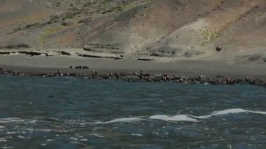 Kaliforniya Deniz Aslanları Kolonisi kayalıklarda