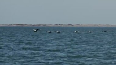 Kortez Denizi 'ndeki pelikanlar. Baja California.