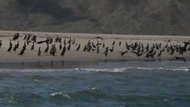 Baja California 'daki karabatak kolonisi Porto Chale Magdalena Körfezi
