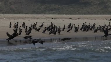 Baja California 'daki karabatak kolonisi Porto Chale Magdalena Körfezi