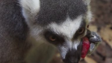 Lemur meyve yavaş çekim yiyor.