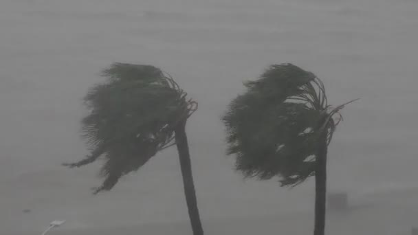 ハリケーン 10月 2023 ヤンカリフォルニア メキシコ — ストック動画