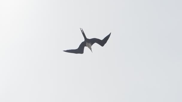 Baja California Uçan Firkateyn Kuşları — Stok video