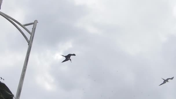 Baja California Uçan Firkateyn Kuşları — Stok video