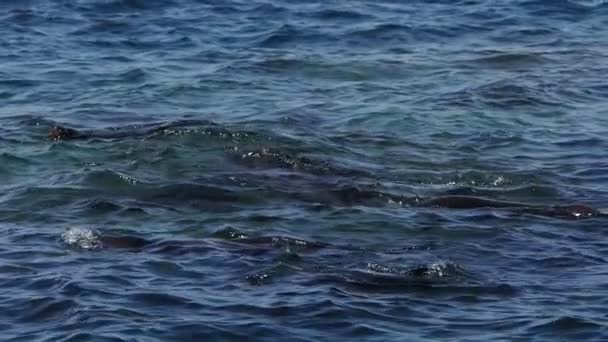 Каліфорнійське Море Леви Колонія Скелях — стокове відео
