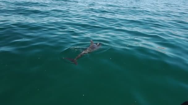 Delfini Cortez Sea Baja California Mexico — Video Stock
