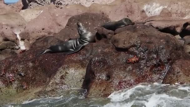 カリフォルニア海ライオン 岩の上のコロニー — ストック動画