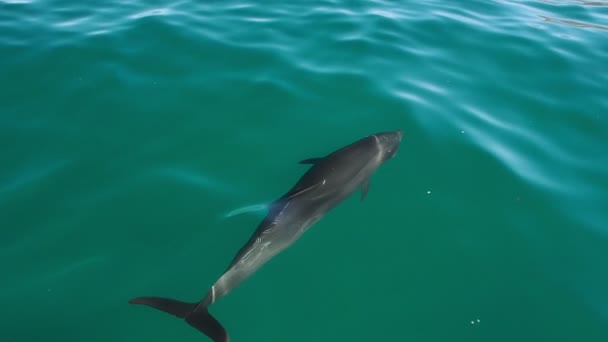 Δελφίνια Στην Κορτέζ Θάλασσα Μπάχα Καλιφόρνια Μεξικό — Αρχείο Βίντεο