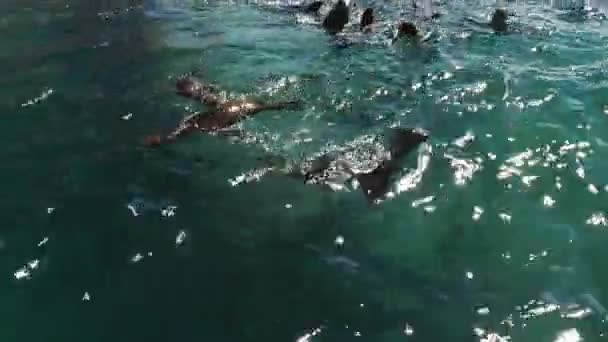 Каліфорнійське Море Леви Колонія Скелях — стокове відео