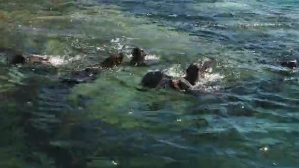 Colônia Leões Mar Califórnia Nas Rochas — Vídeo de Stock