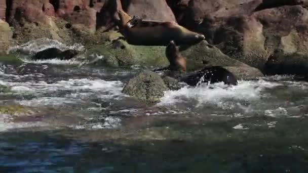 Kaliforniya Deniz Aslanları Kolonisi Kayalıklarda — Stok video