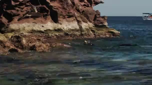California Sea Lions Colony Rocks — Stock Video