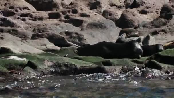 Kalifornische Seelöwenkolonie Auf Den Felsen — Stockvideo