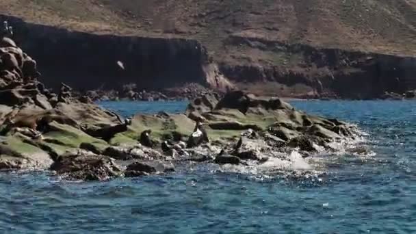 Californische Zeeleeuwen Kolonie Rotsen — Stockvideo