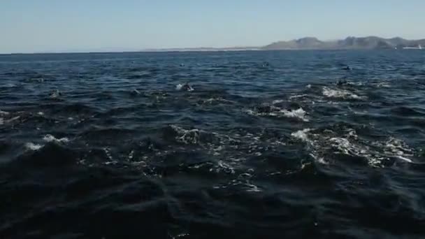 Californische Zeeleeuwen Kolonie Rotsen — Stockvideo
