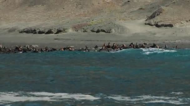 カリフォルニア海ライオン 岩の上のコロニー — ストック動画