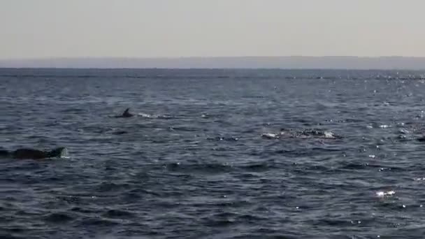Дельфіни Кортесі Море Каліфорнія Мексиканець — стокове відео