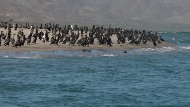 Aalscholver Kolonie Baja California Sur Puerto Chale Magdalena Baai — Stockvideo