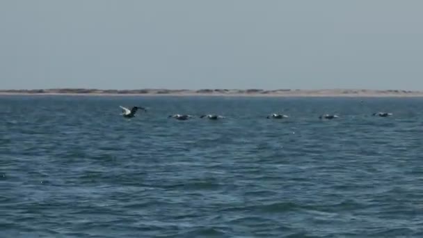 캘리포니아 코르테즈 바다에 펠리컨 — 비디오