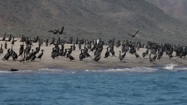 Colônia Corvos Marinhos Baja Califórnia Sur Puerto Chale Magdalena Bay — Vídeo de Stock