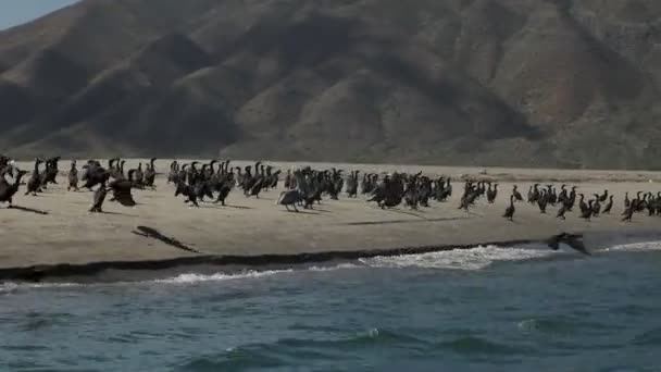 Koloni Cormorant Calibaja Sur Puerto Chale Teluk Magdalena — Stok Video