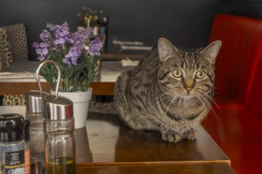 Amsterdam 'da restoran masasında bir kedi.