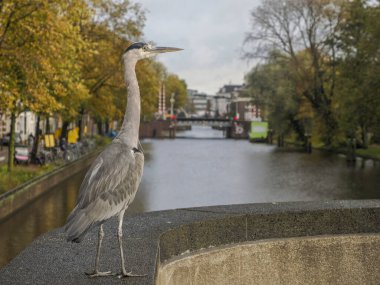 Amsterdam 'da büyük bir balıkçıl.