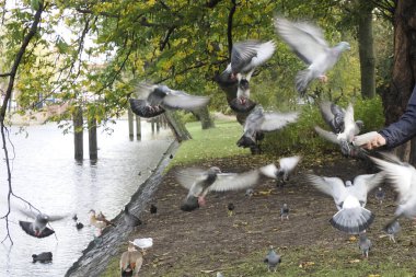 Parkta beslenen insan kuşlar.