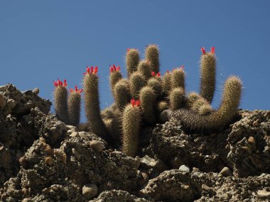 Magdalena Körfezi 'nde vahşi bir kaktüs Santa Margarita baja California' da.