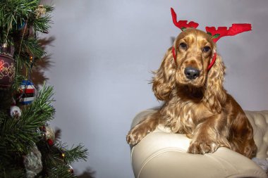 Cocker spaniel Noel Baba şapkası