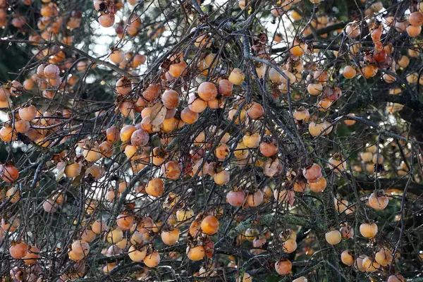 Ένα Χακί Δέντρο Χειμώνα Γεμάτο Φρούτα — Φωτογραφία Αρχείου