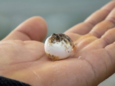 Bebek yeni doğmuş küçük şişirilmiş kirpi balığı Baja California 'da bir balıkçının elinde Elbette, Meksika, Cabo Pulmo Deniz Parkı